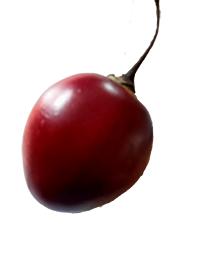 Tamarillo
